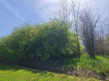 Terreni e lotti in vendita a Guadix