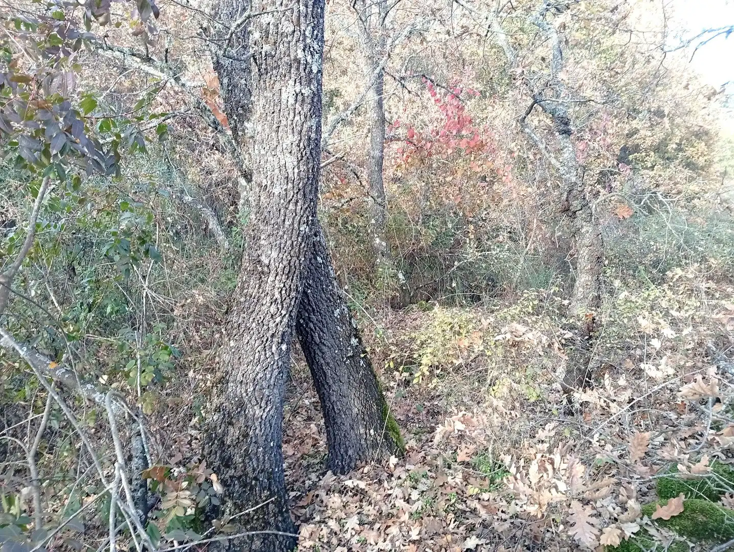 Terreni e lotti in vendita a Viandar de la Vera, imagen 21