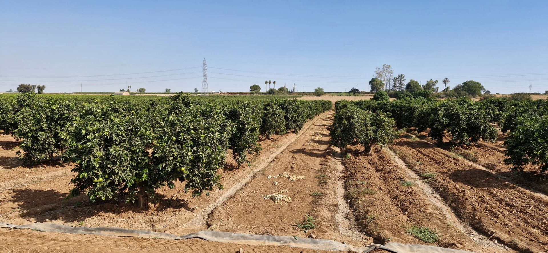 Land for sale in Brenes