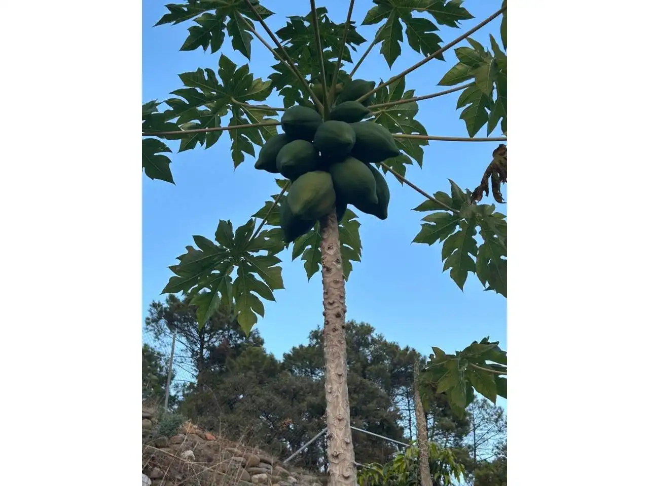 Jardí de Finca rústica en venda en Estepona amb Aire condicionat, Calefacció i Jardí privat