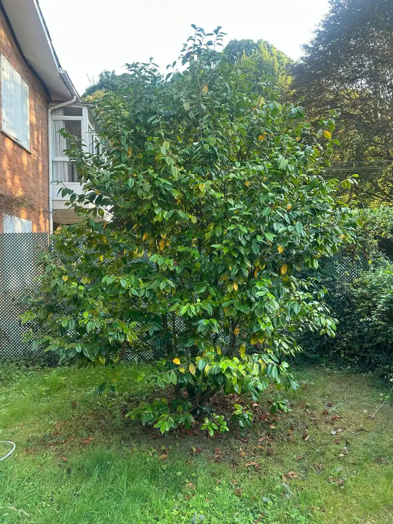 Garten von Einfamilien-Reihenhaus zum Verkauf in Castrillón mit Heizung, Privatgarten und Terrasse