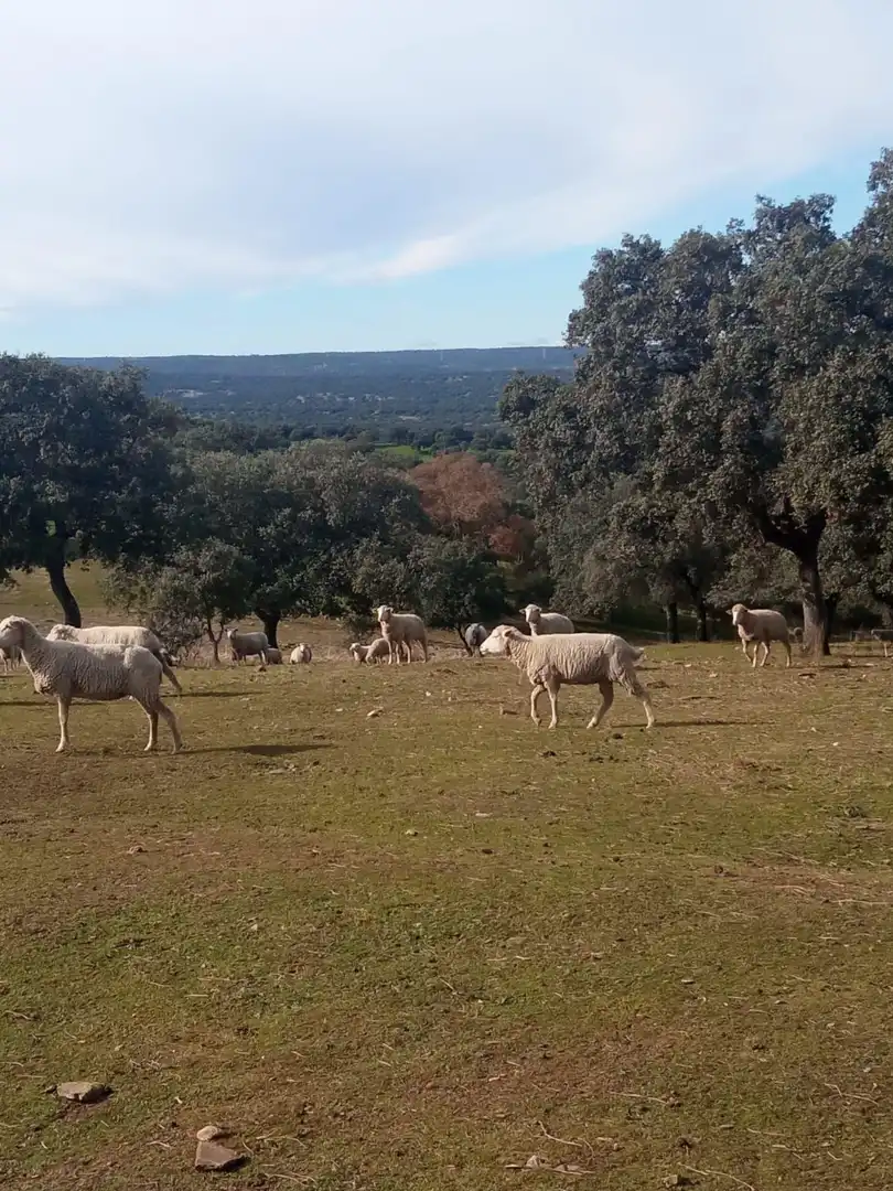 Vista exterior de Finca rústica en venda en Cardeña