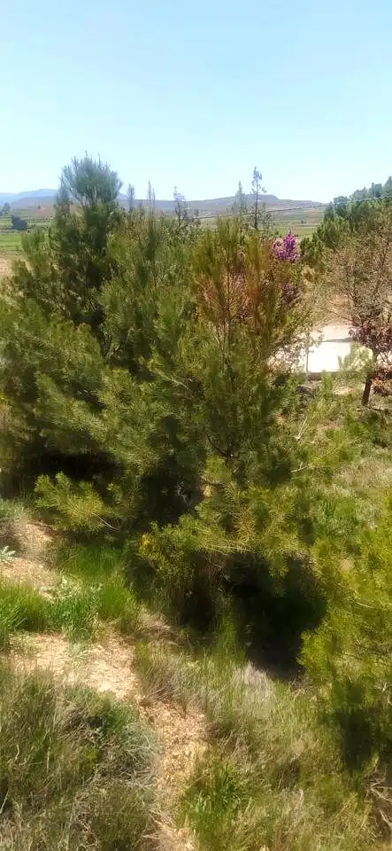 Terreny rústic en venda a DISEMINADOS DEBAJO SANTA ANA, imagen 9