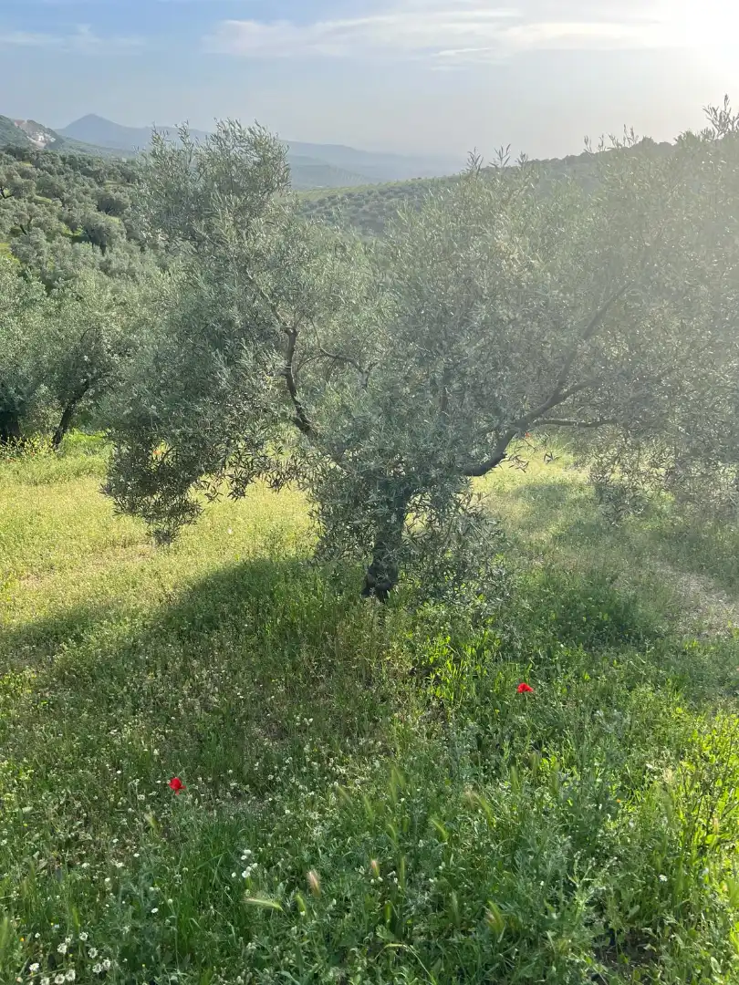 Terreno rustico in vendita a Cabra, imagen 8