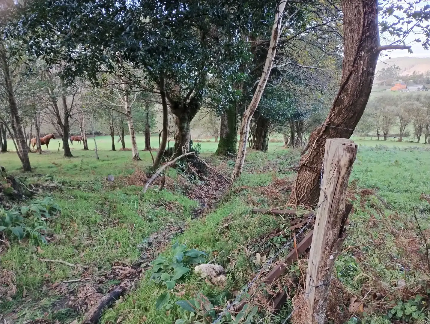 Terreno rústico en venta en Neda, imagen 2