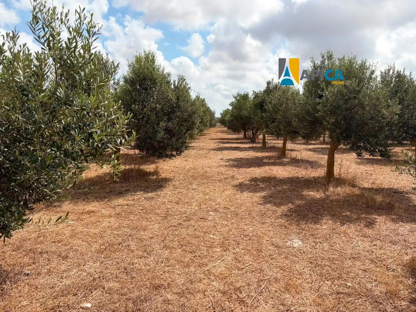 Rural land for sale in Los Franceses – La Vega, imagen 13
