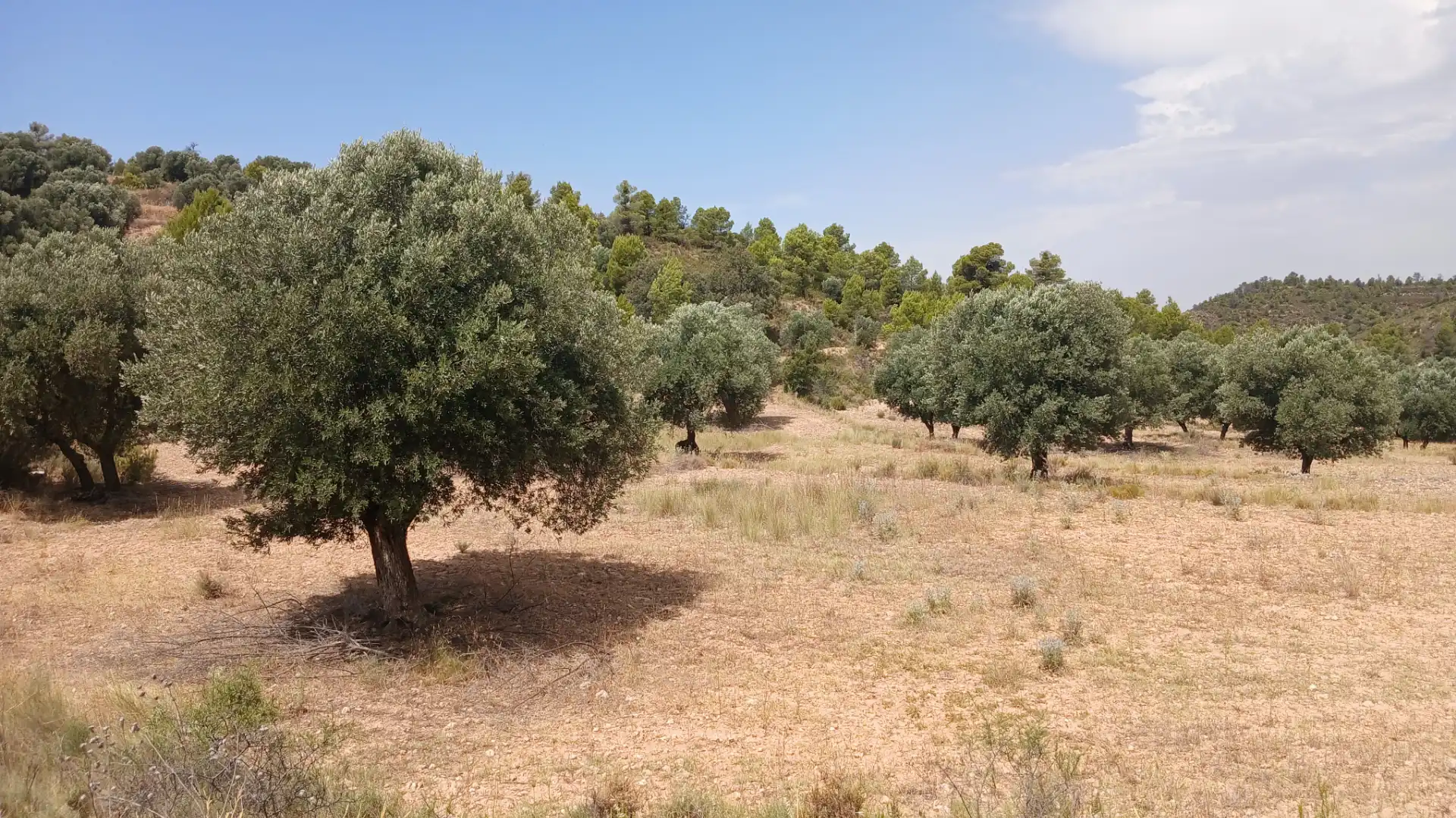 Terreno en venta en Torrevelilla, Teruel