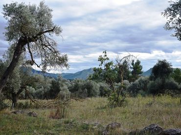 Terreno rustico in vendita a Valderrobres