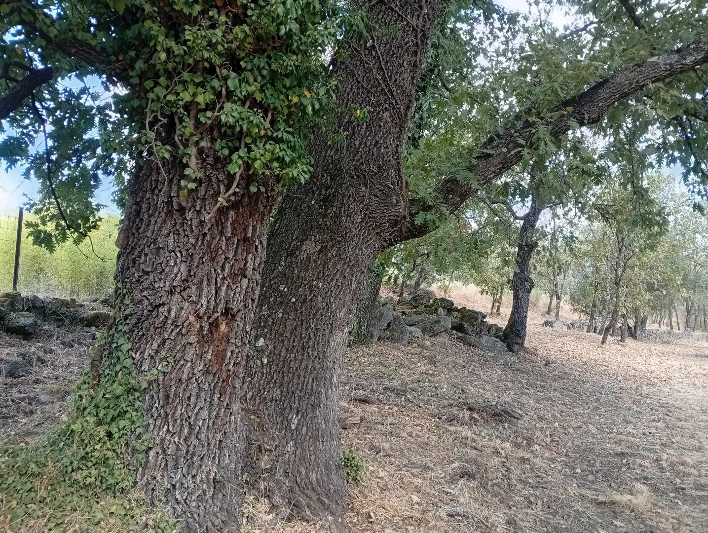 Terreni e lotti in vendita a Villanueva de la Vera, imagen 125