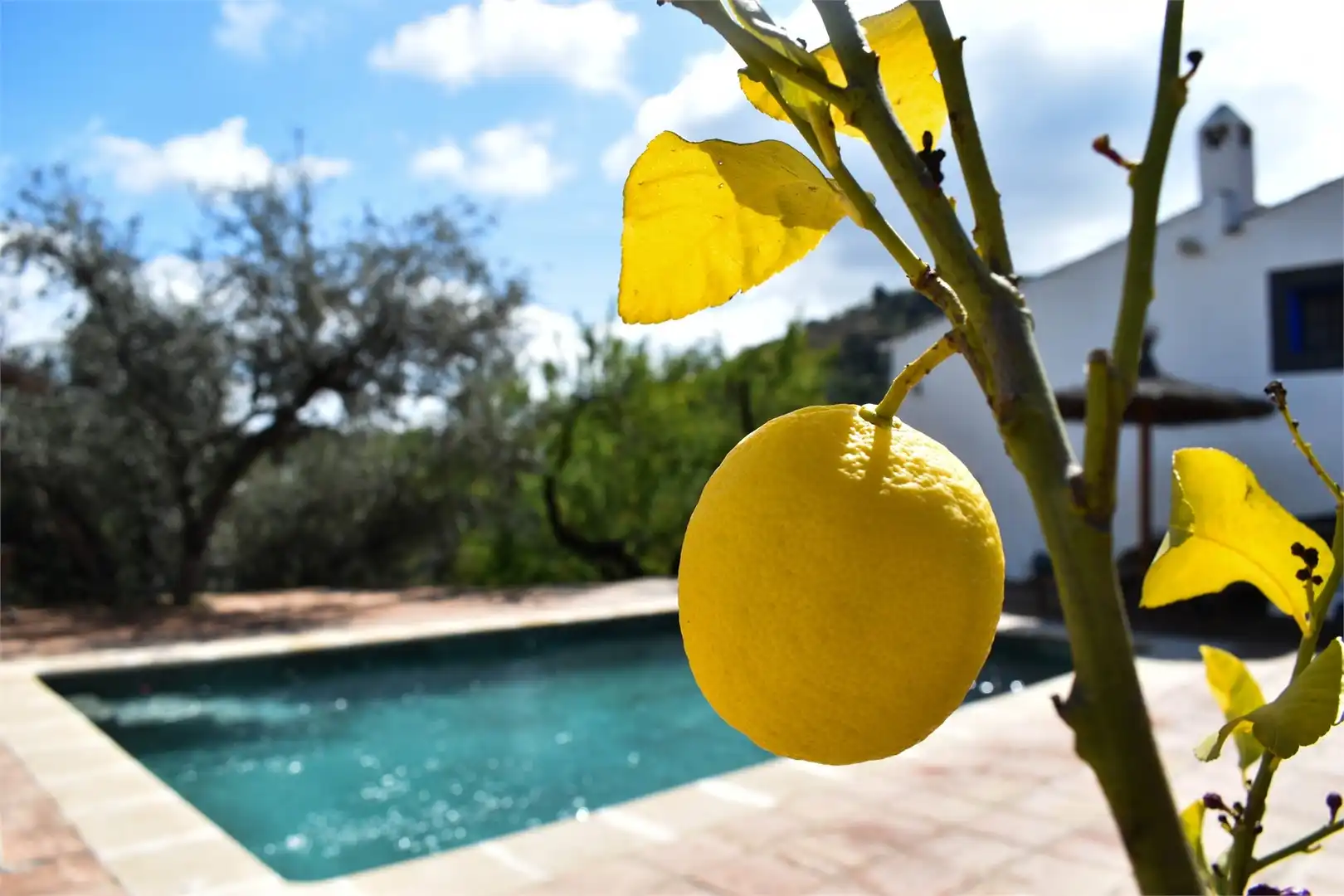 Piscina de Casa o xalet en venda en Arenas amb Aire condicionat, Jardí privat i Terrassa