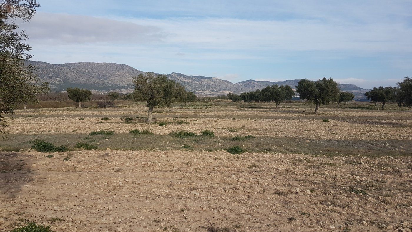 Finca rústica en venta en Salinas
