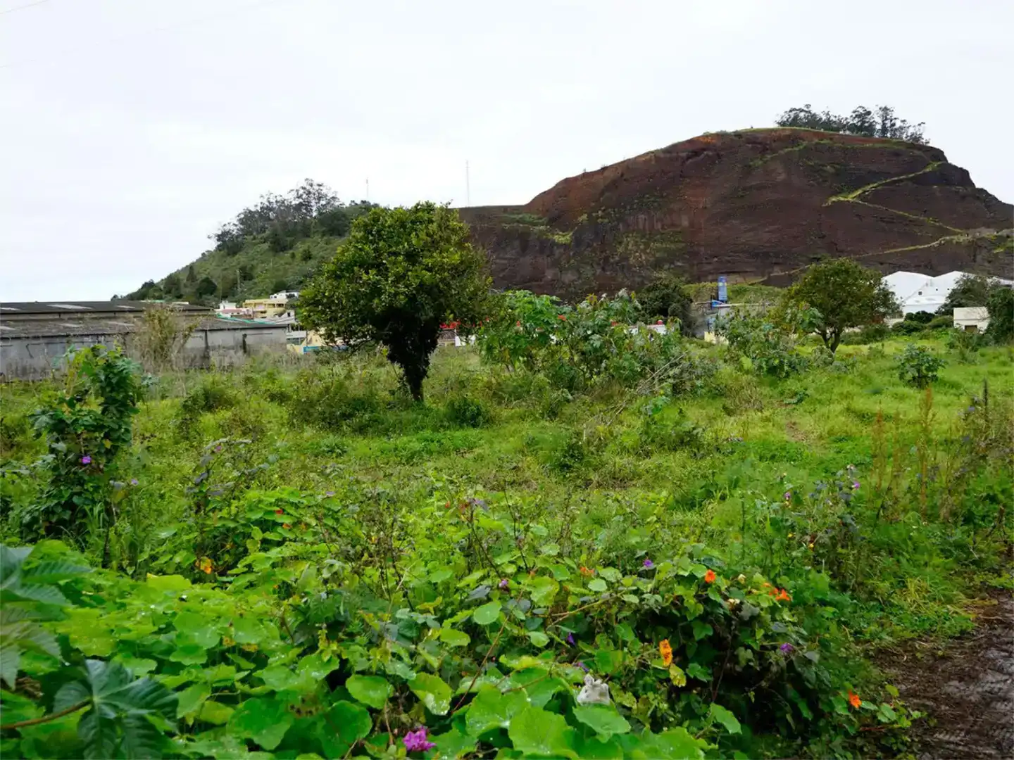 Industrial land for sale in Tacoronte