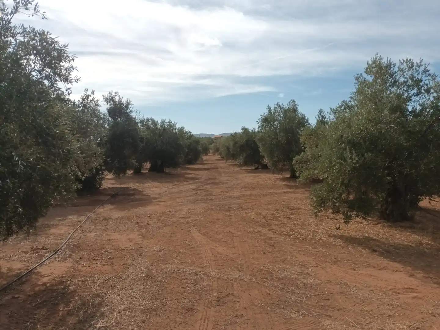 Land for sale in Arquillos