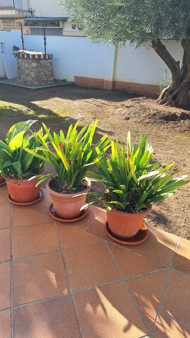 Casa o chalet en venta en Babilonia