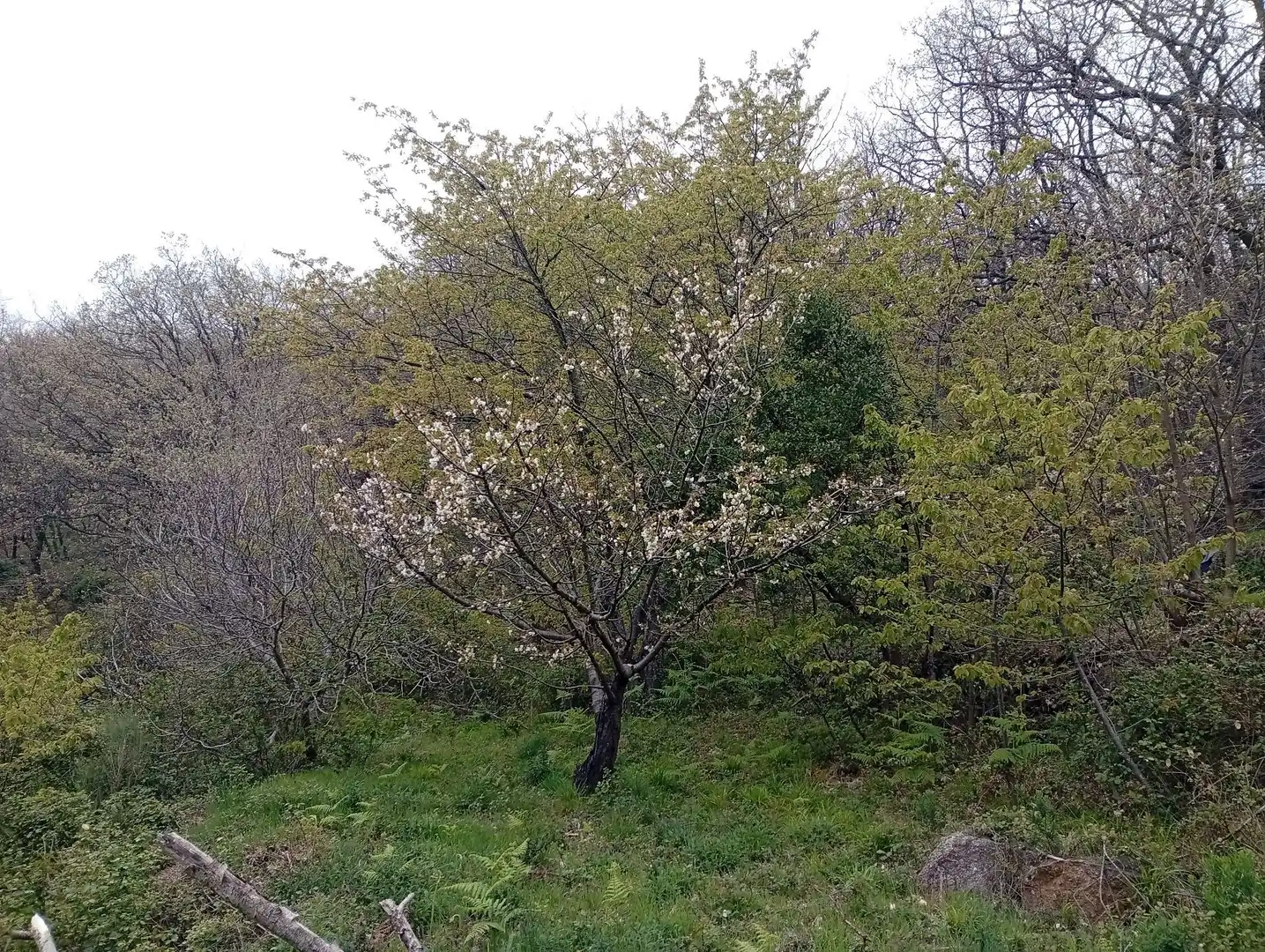Terreni e lotti in vendita a Valverde de la Vera, imagen 47