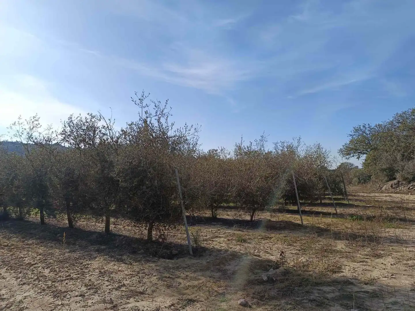 Land for sale in Estadilla