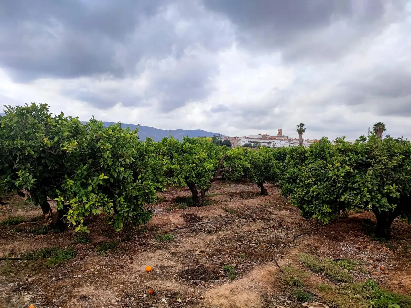 Terreno rustico in vendita a Canals, imagen 7