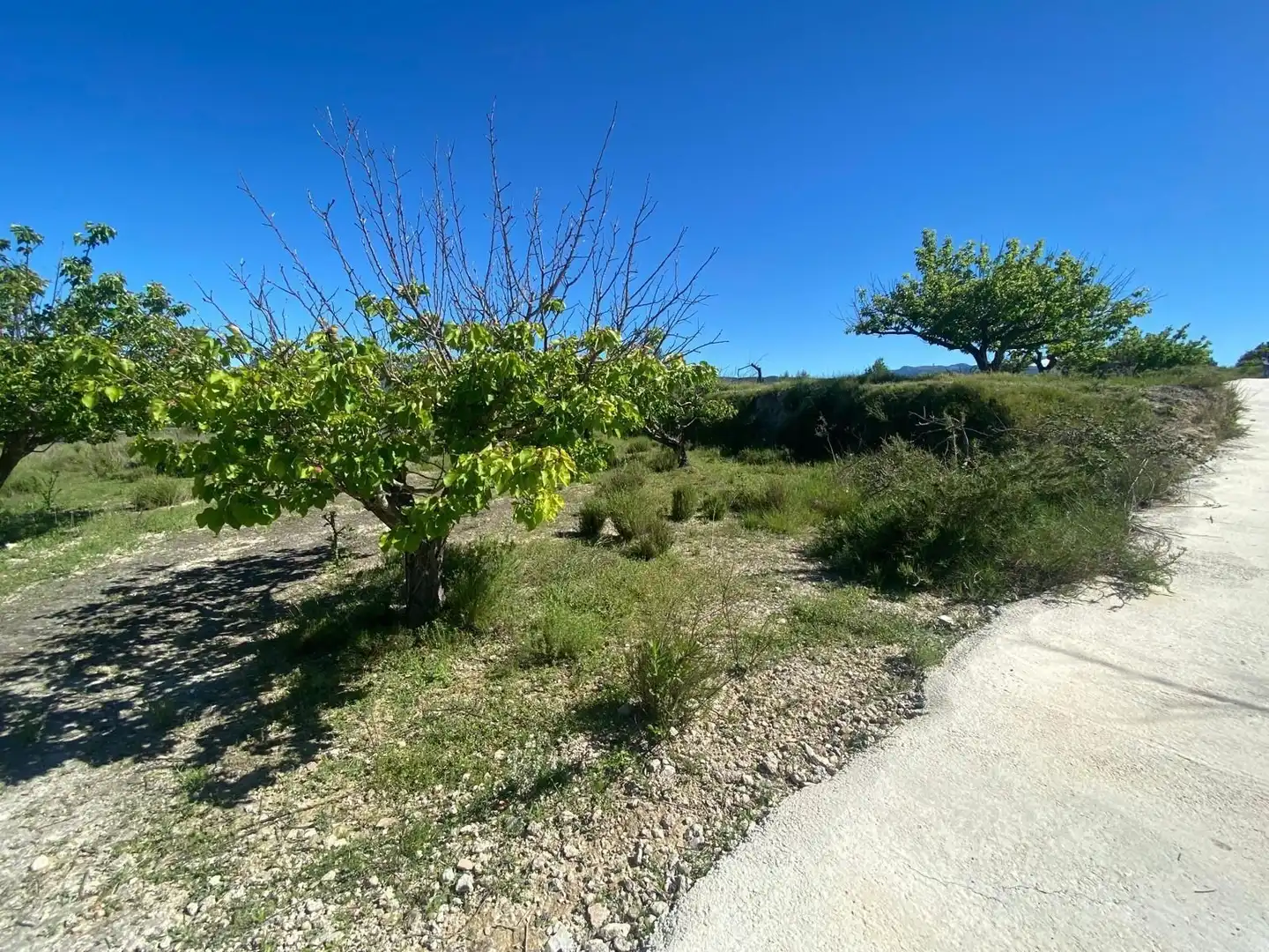 Rustikales Grundstück zum Verkauf in El Palomar, imagen 3