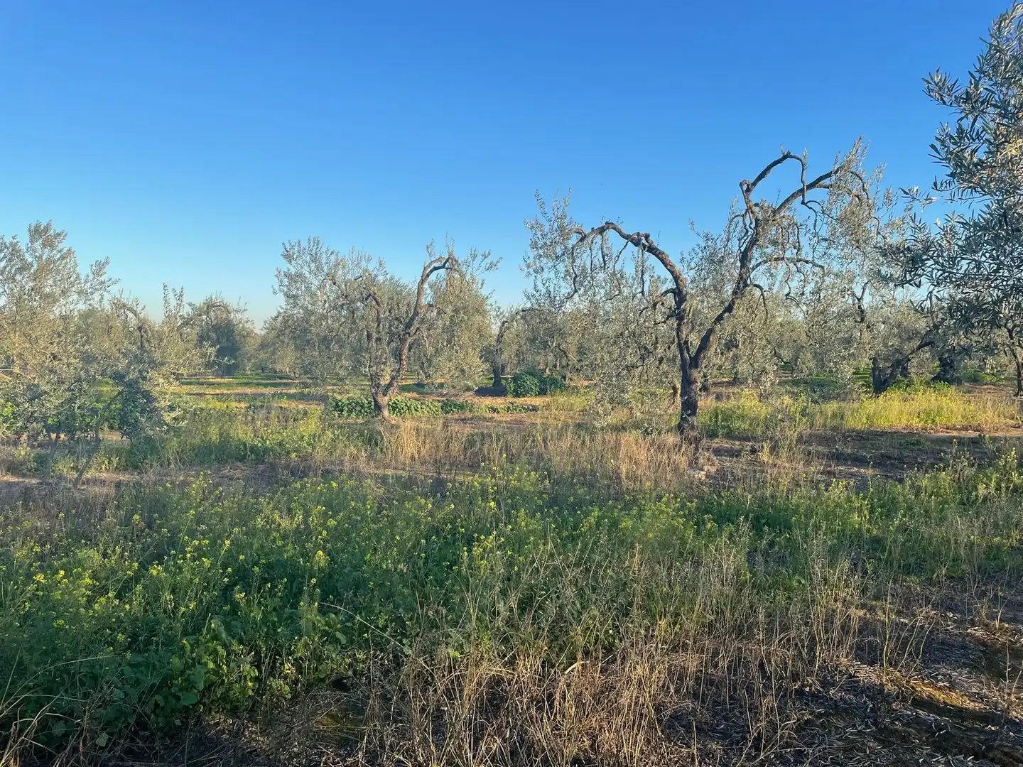 Terreno en venta en Bollullos de la Mitación