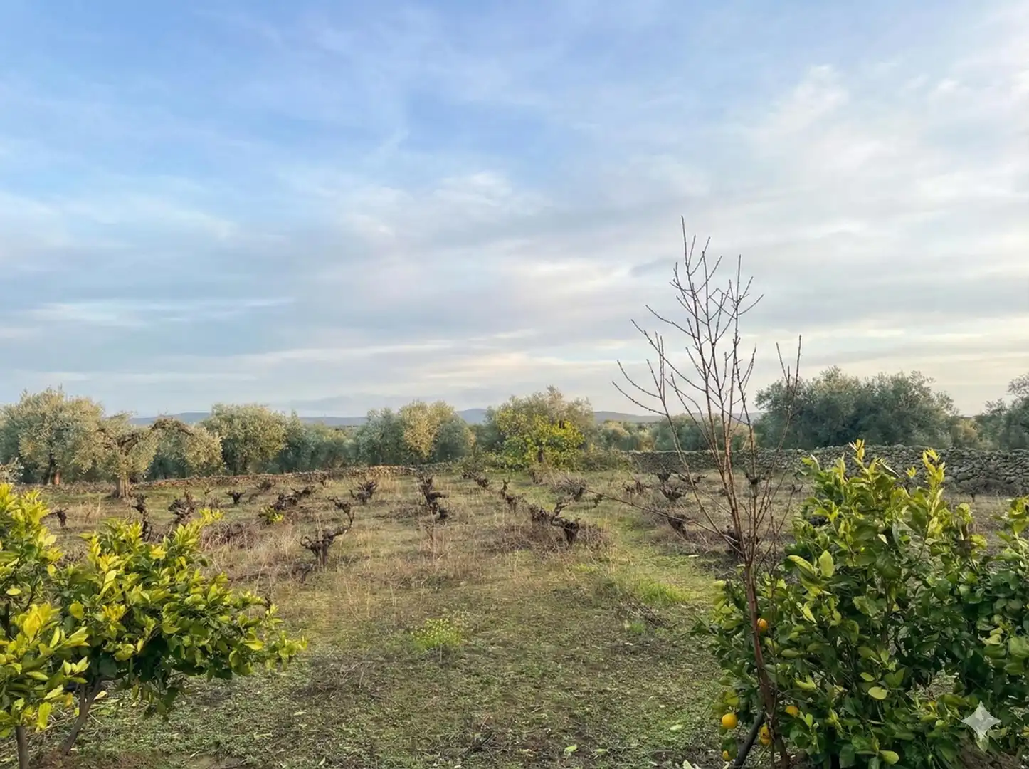 Finca rústica en venta en Montánchez