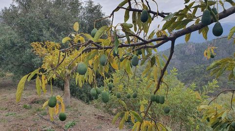 Guájar AltoFinca Rustica
