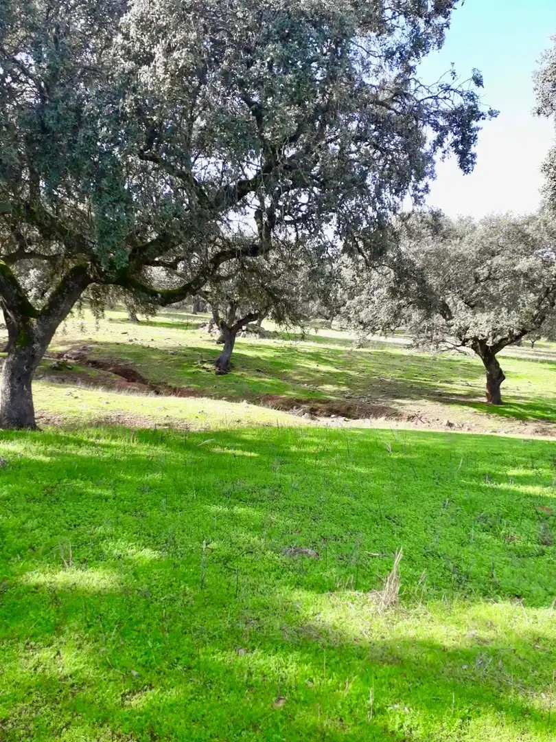 Rural land for sale in Fuente Obejuna, imagen 15