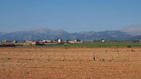 Finca edificable de 23.000 m2 entre Sa Pobla y Muro con vistas, imatge 2