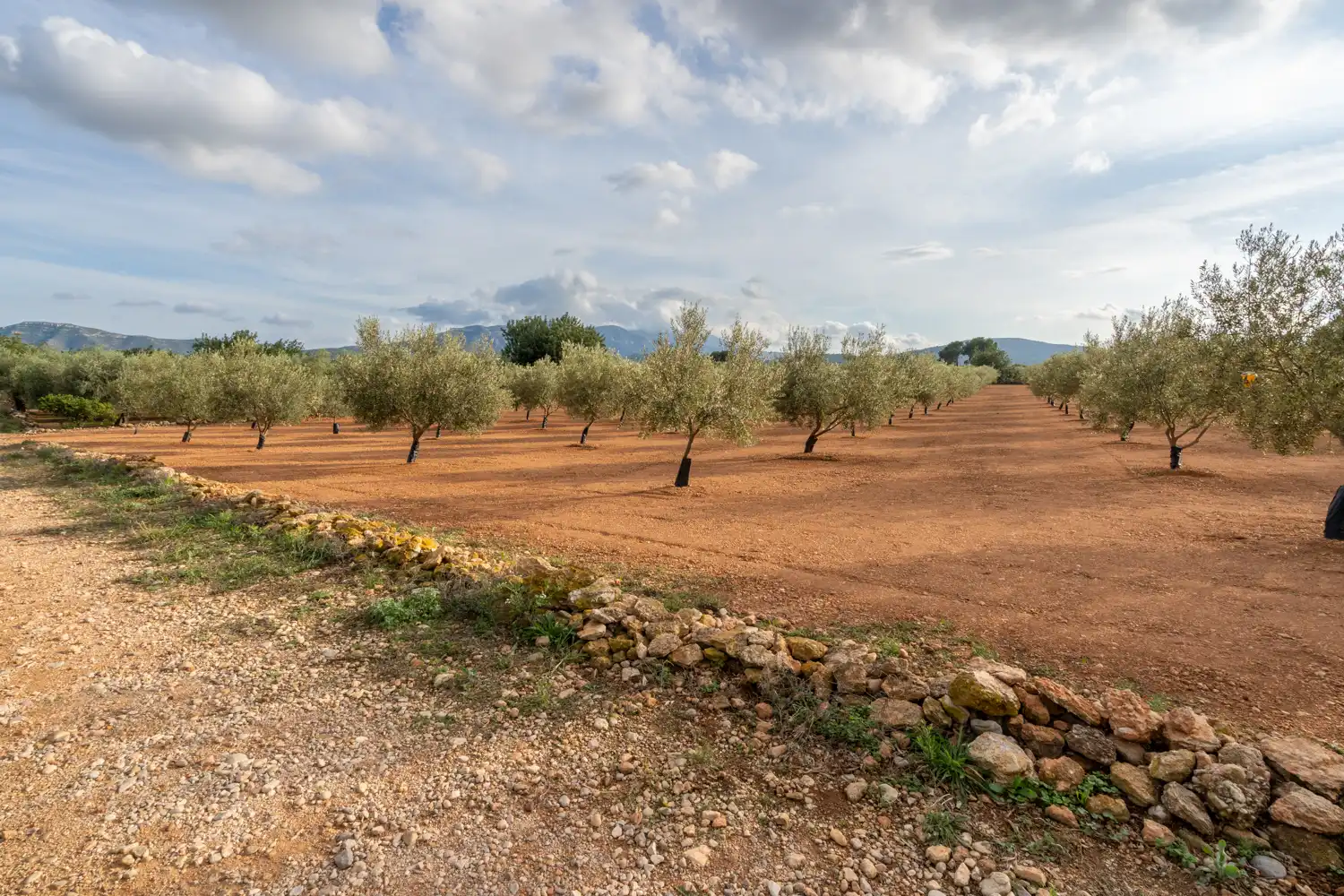 Rural land for sale in T-331 12, imagen 8