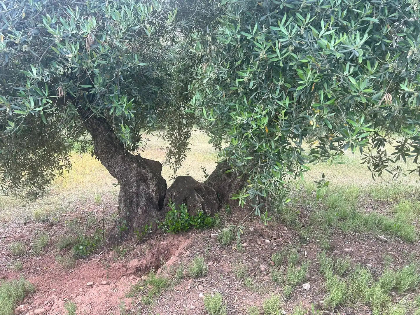 Terreno rustico in vendita a Calicasas, imagen 8