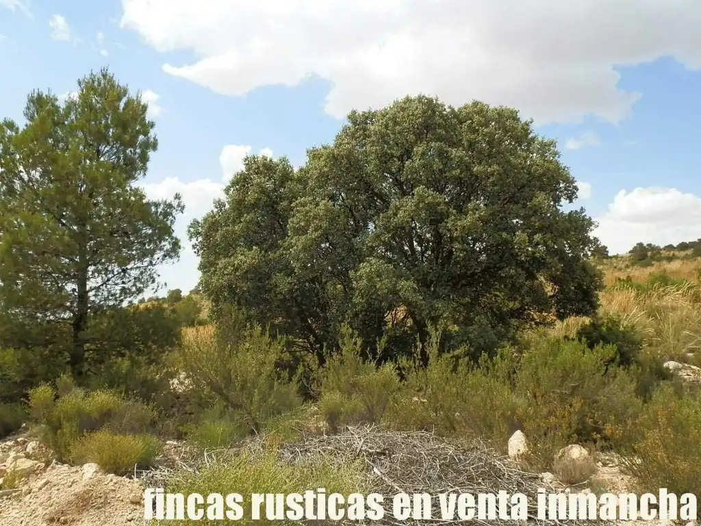 Rural land for sale in Chinchilla de Monte-Aragón, imagen 9