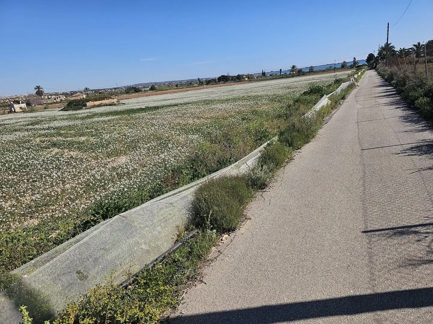Rural land for sale in Los Montesinos, imagen 2