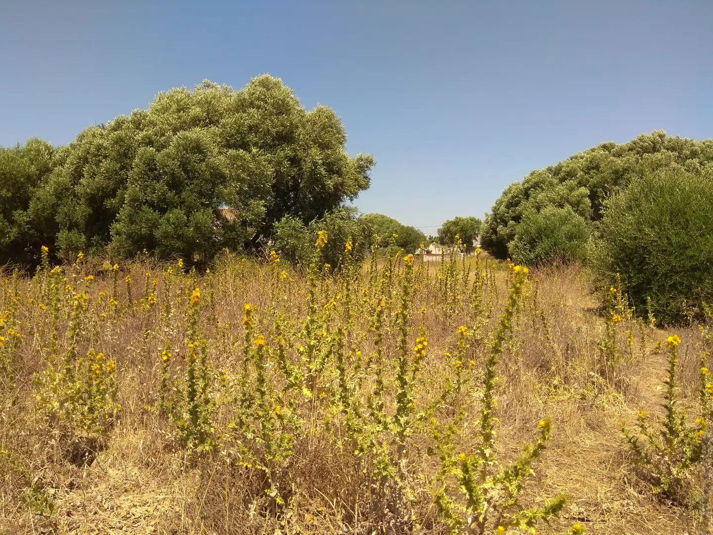 Terreno rustico in vendita a San Bernabé, imagen 19