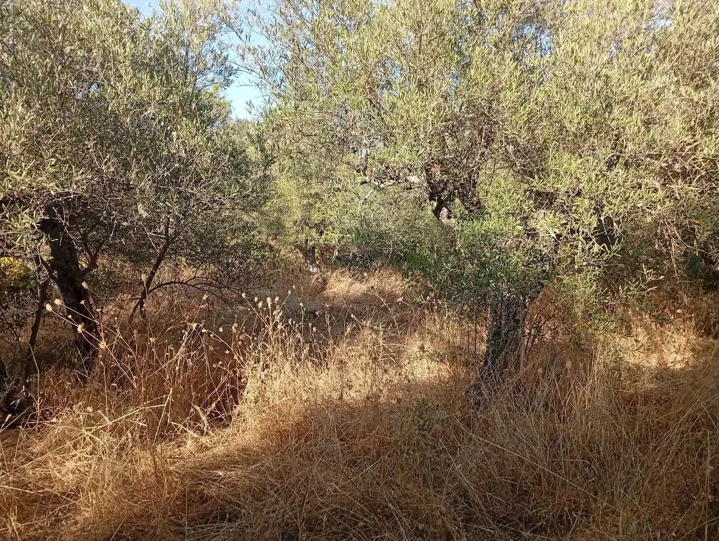 Terreni e lotti in vendita a Villanueva de la Vera, imagen 44