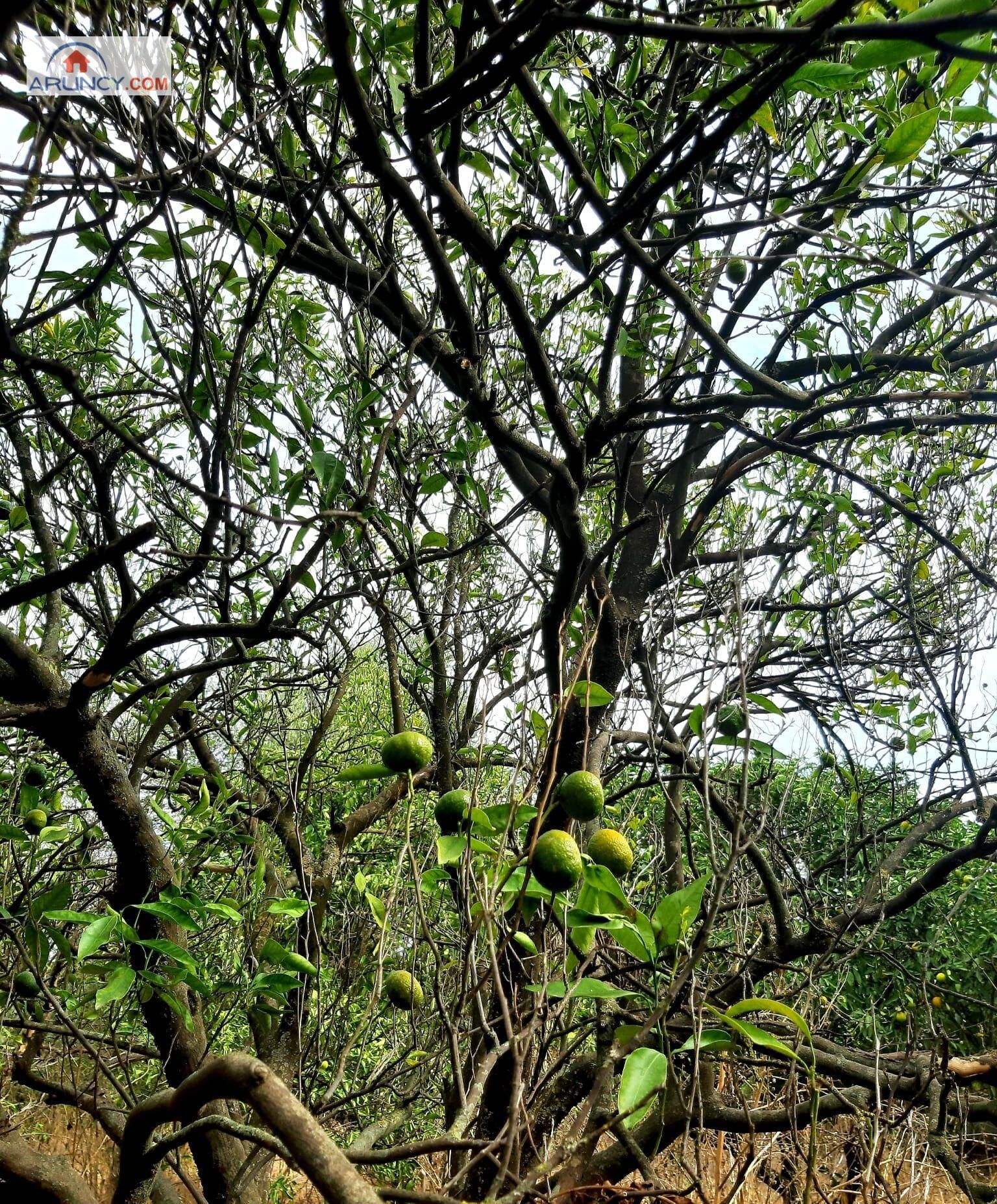 Garden of House or chalet for sale in Sanlúcar la Mayor  with Storage room and Swimming Pool