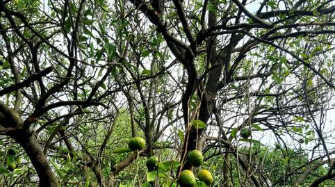 Photo 3 of House or chalet for sale in Sanlúcar la Mayor, Sevilla