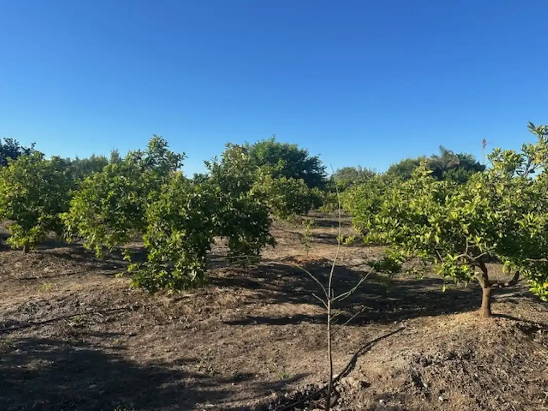 Terreno en venta en Xeresa