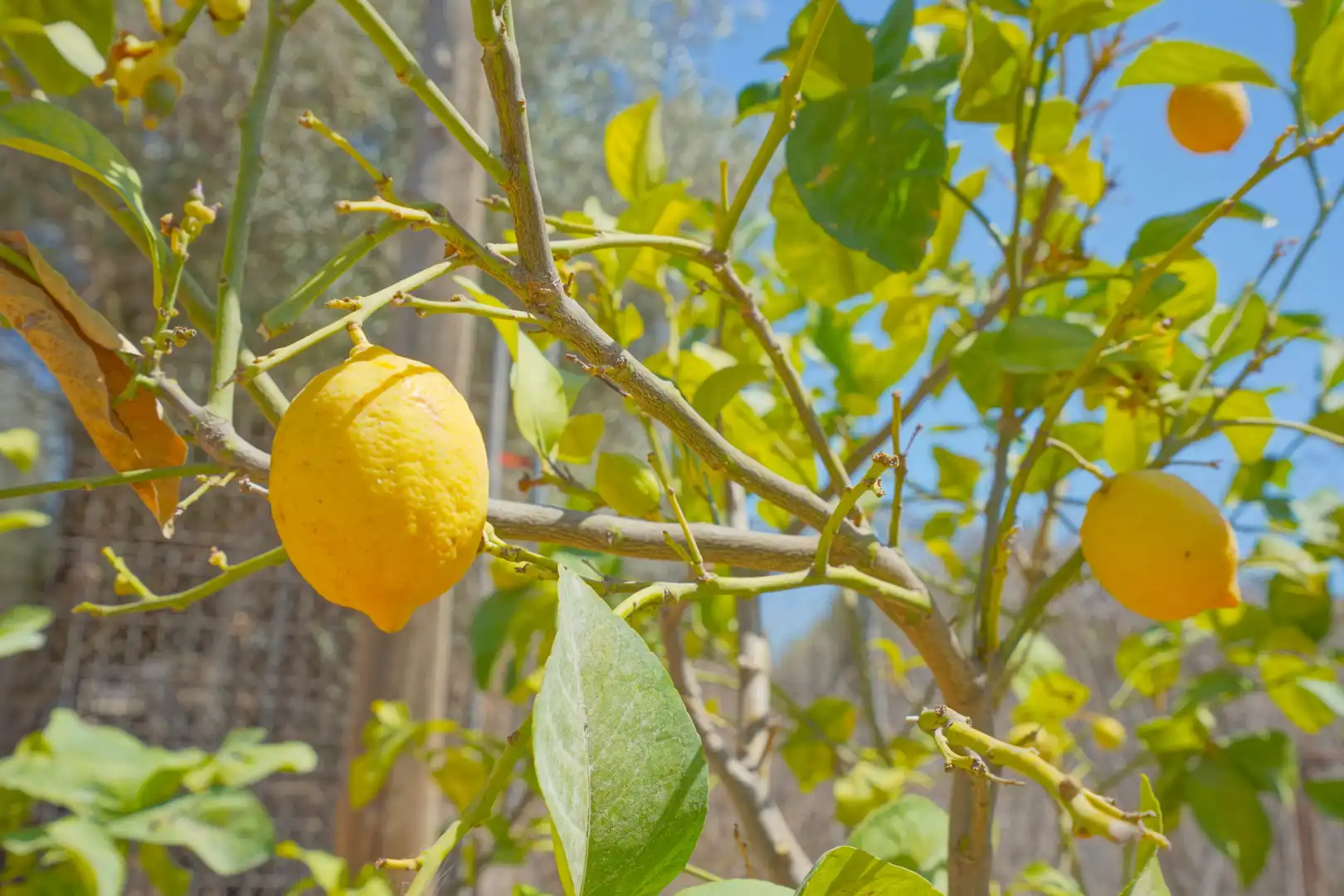 Jardín de Casa o chalet en venta en Jávea / Xàbia con Terraza y Piscina