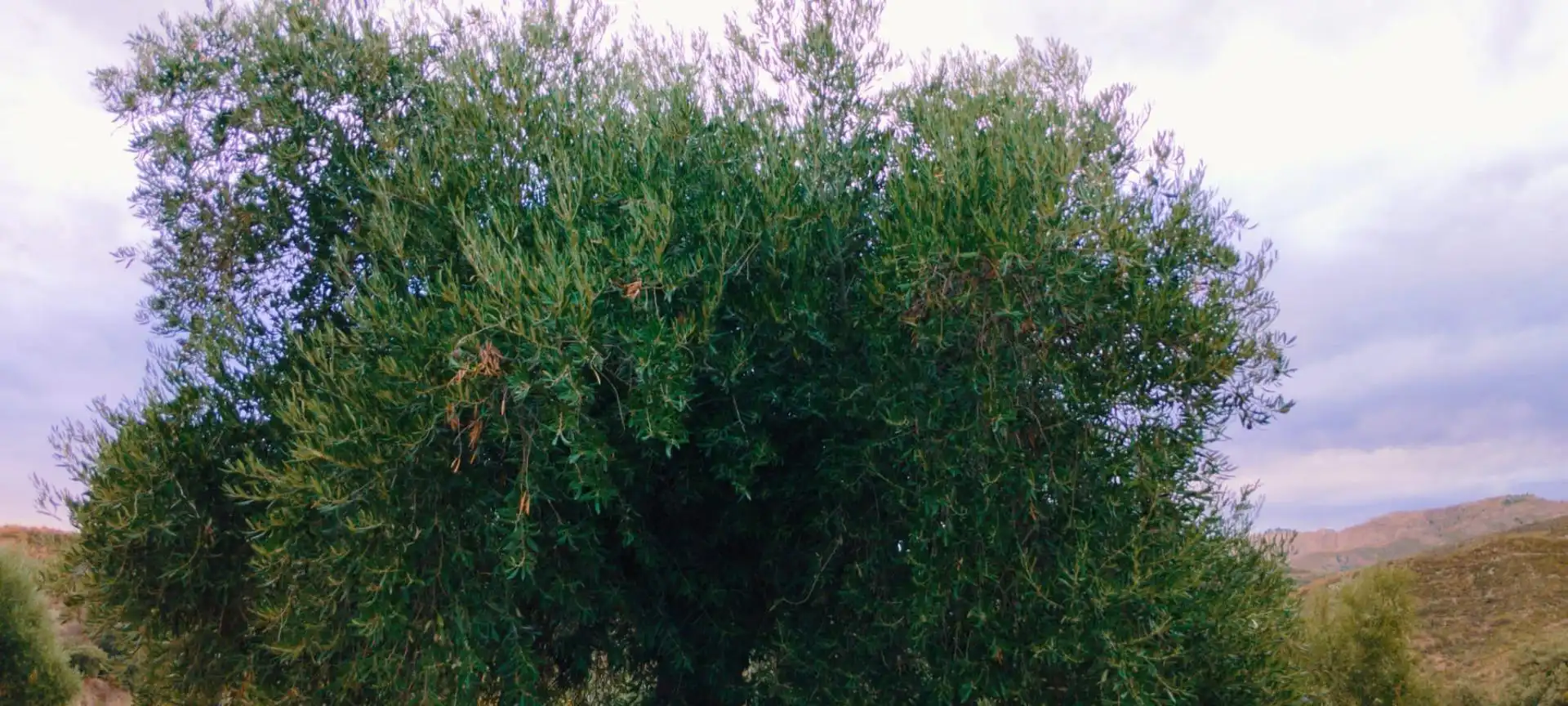 Jardí de Apartament en venda en Quéntar