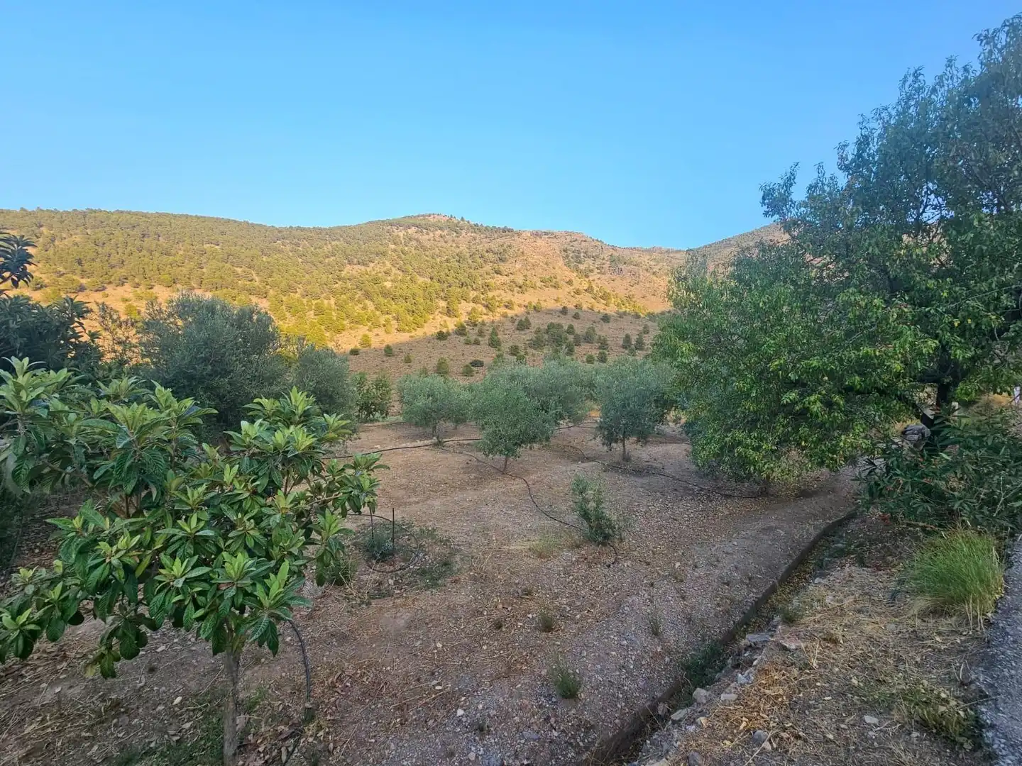 Finca rústica en venda en Fondón