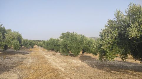 16 FANEGAS DE OLIVAR ENTRE NUEVA CARTEYA Y BAENA, immagine 2