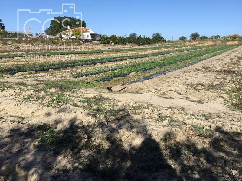 Finca rústica en venta en Almonte