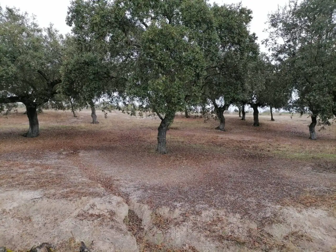 Terreno en venta en Poligono 1, La Alameda de Gardón