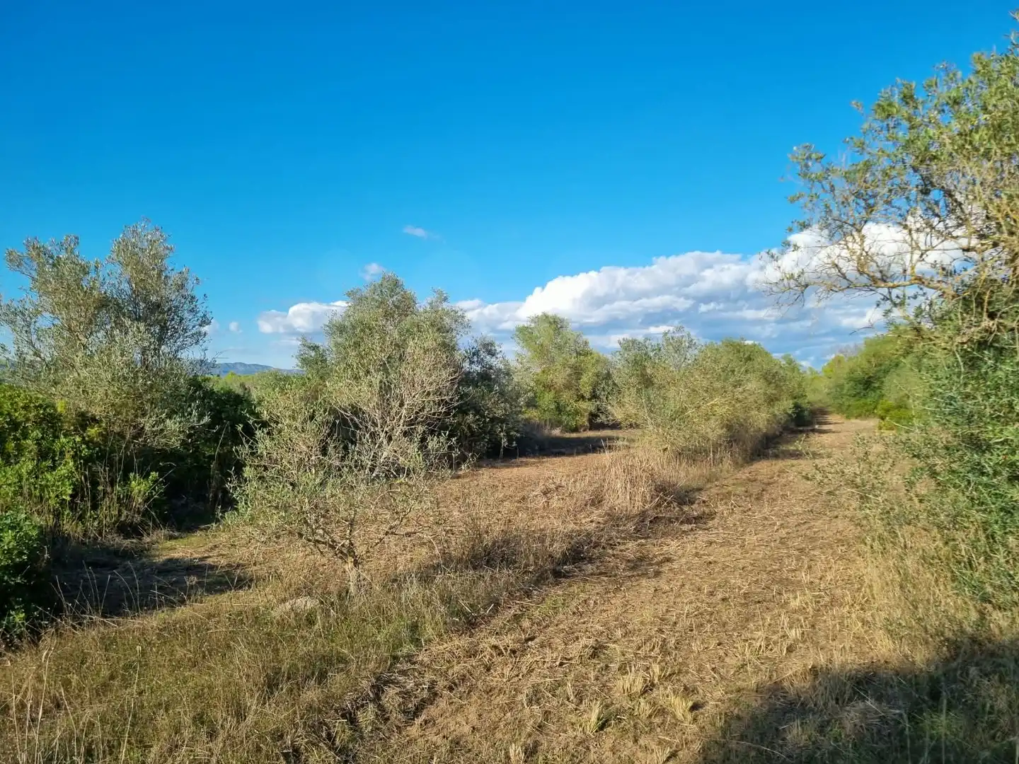Grundstücke und Bauplätze zum Verkauf in poligono 14 parcela 31 Ginestar, imagen 11