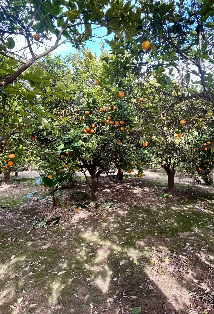 Grundstücke und Bauplätze zum Verkauf in Oria, imagen 14