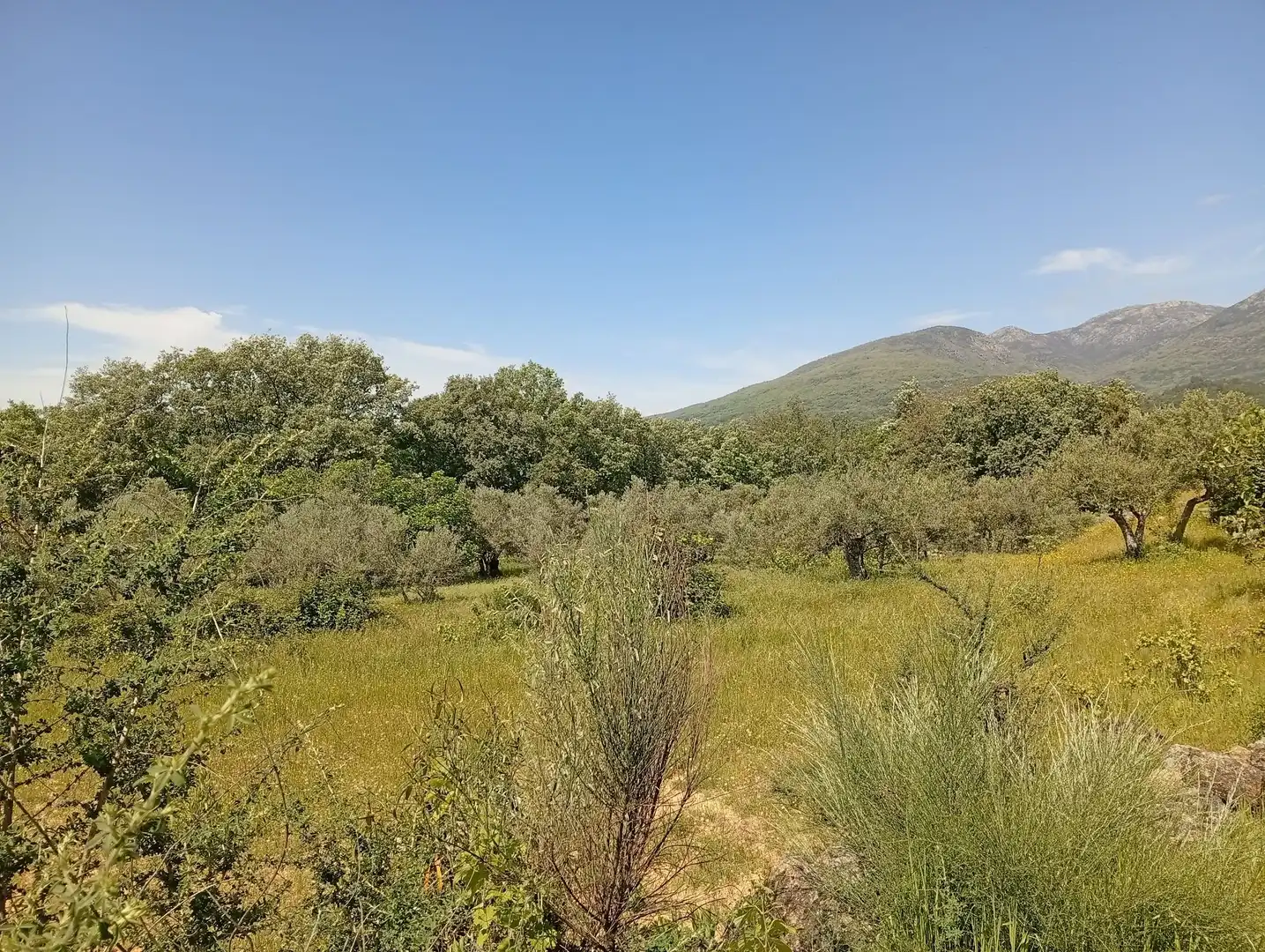 Terreni e lotti in vendita a Villanueva de la Vera, imagen 112