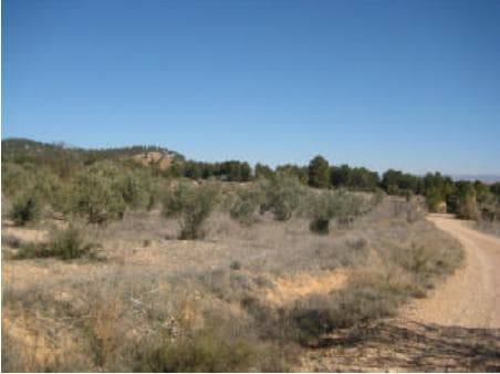 Terreno en Venta en PARTIDA CASA LAZARO Nº Polg.123 P en Requena