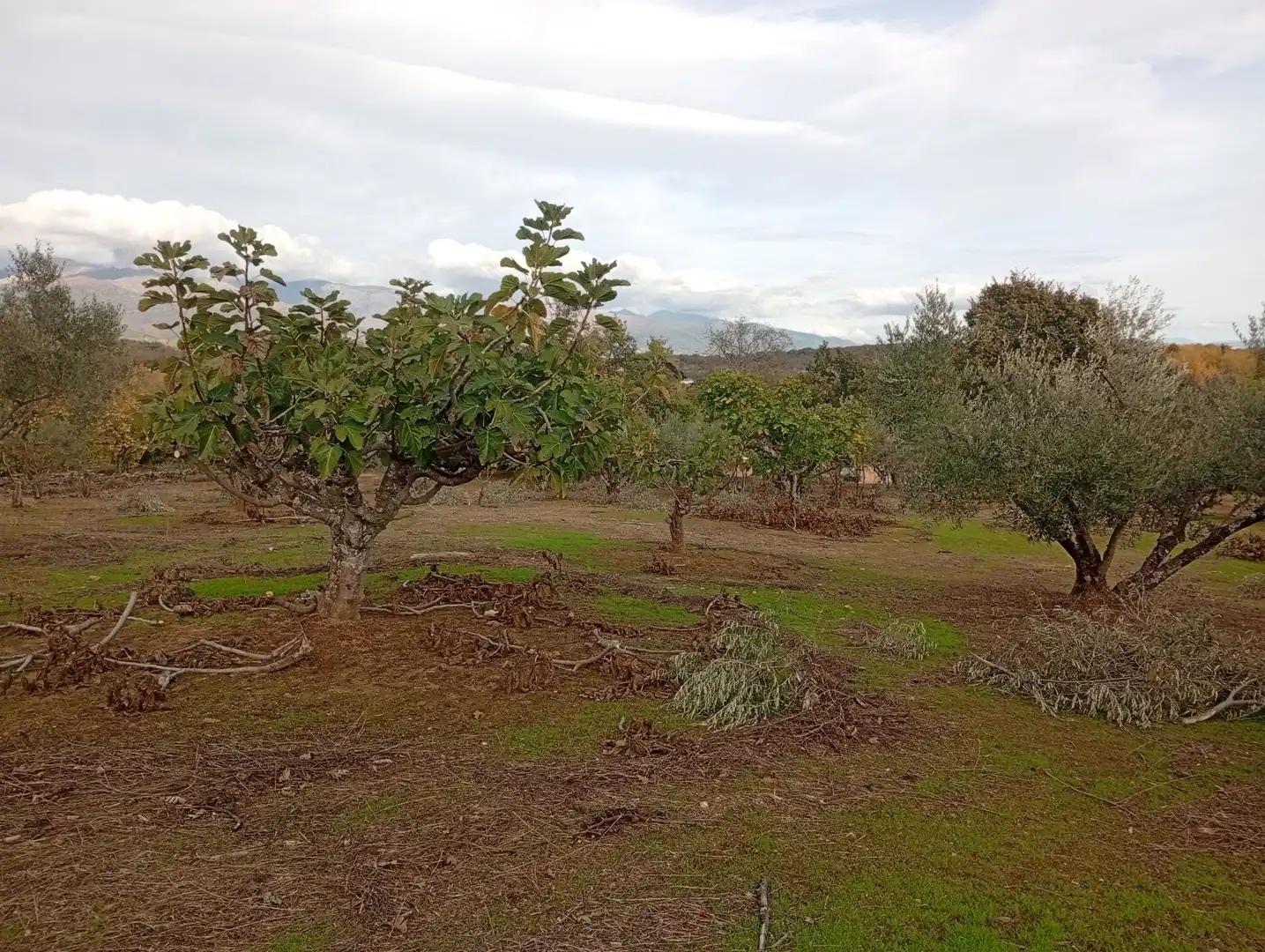 Terreni e lotti in vendita a Villanueva de la Vera, imagen 66