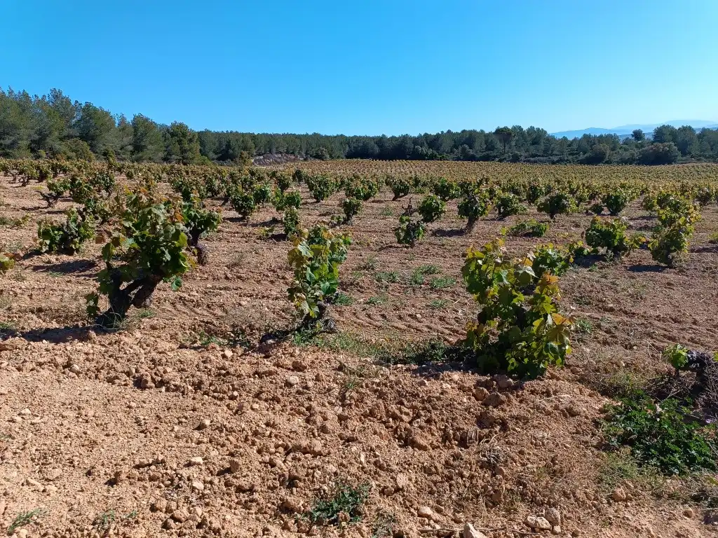 Rustikales Grundstück zum Verkauf in Sant Julià, imagen 5