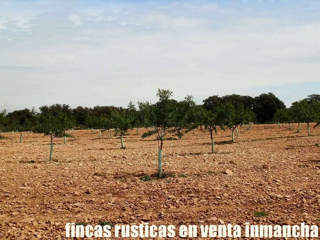 Terreni e lotti in vendita a Villarrobledo, imagen 4