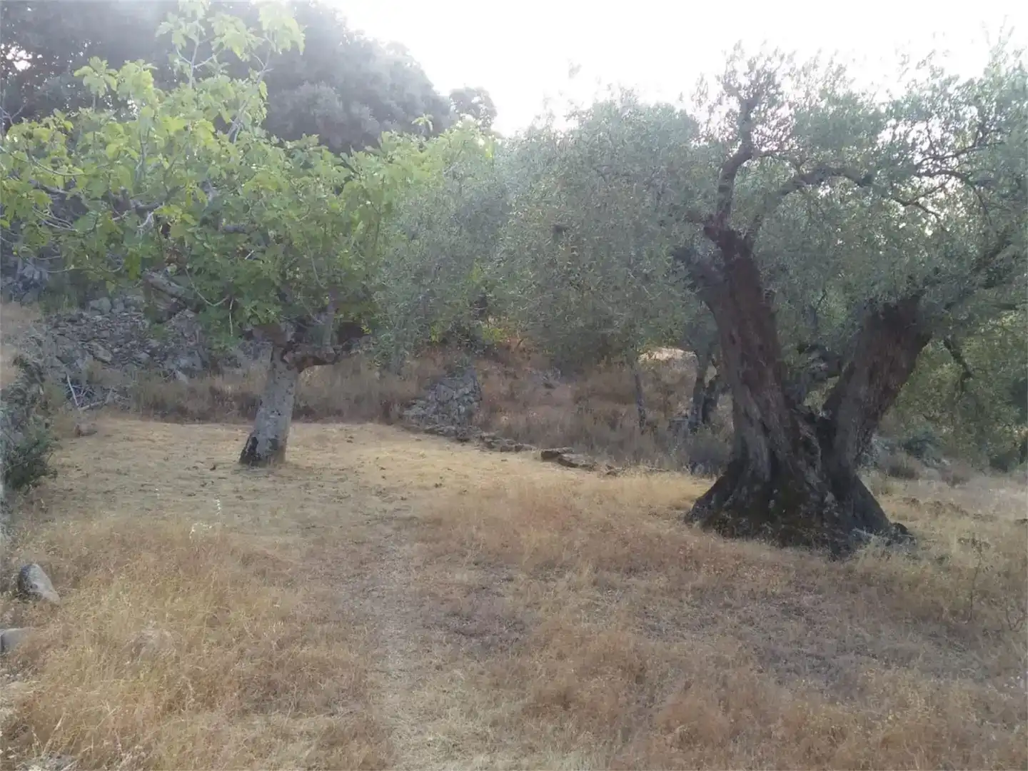 Terreno en venta en Pedro Bernardo